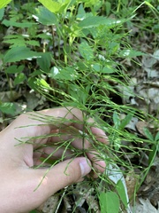 Equisetum pratense image