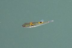 Ocellated Puffer photo 4