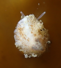 Crepipatella