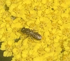 Zadontomerus