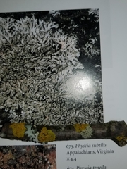 Physcia subtilis