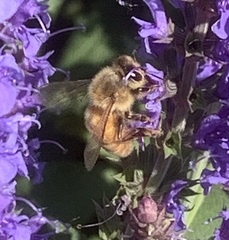 Apis mellifera