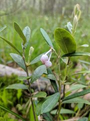 Andromeda polifolia latifolia