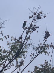 Amazona viridigenalis