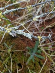 Parmeliopsis capitata