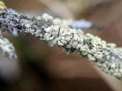 Parmeliopsis capitata