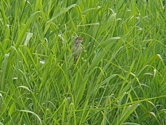 Acrocephalus orientalis
