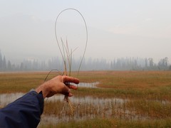 Eleocharis rostellata