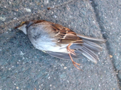 Zonotrichia albicollis