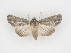 Oncocnemidinae