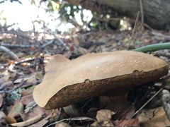 Boletus subtomentosus image
