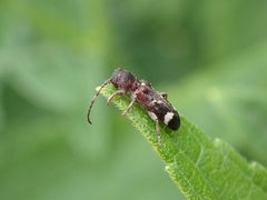 Psenocerus supernotatus