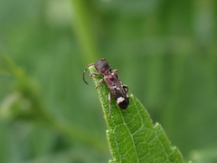 Psenocerus supernotatus