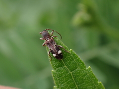 Psenocerus supernotatus