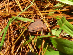 Rhinella macrorhina