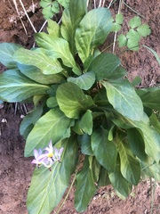 Primula pauciflora zionensis