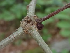 Neuroterus vesicula