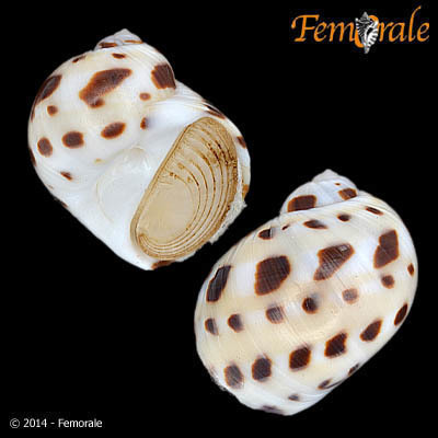 China moon snail