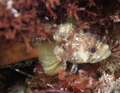 Paraclinus integripinnis