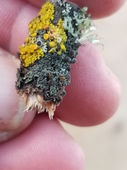 Phaeophyscia decolor