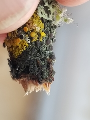 Phaeophyscia decolor