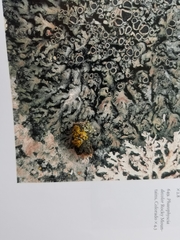 Phaeophyscia decolor