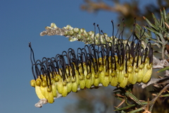 Grevillea armigera