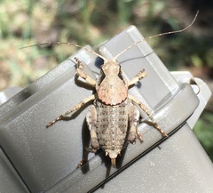 Neduba castanea