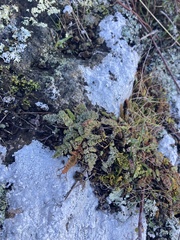 Gingidia enysii peninsulare