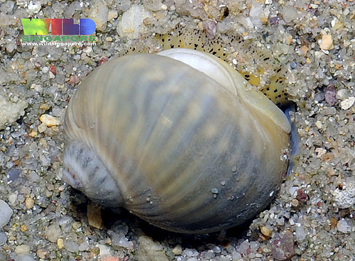 Representative image of Notocochlis