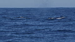Delphinus