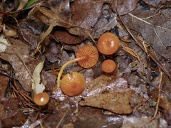 Gliophorus perplexus