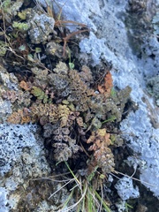 Gingidia enysii peninsulare