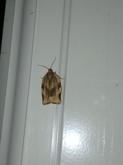 Choristoneura fractivittana