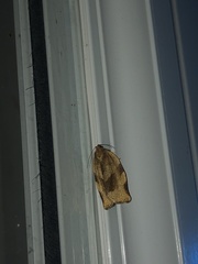 Choristoneura fractivittana