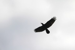 Corvus corax