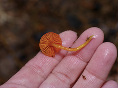 Gliophorus perplexus