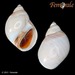 Conical Moon Snail - Photo (c) Femorale, some rights reserved (CC BY-NC)