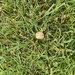 photo of Common Gilled Mushrooms And Allies (Agaricales)