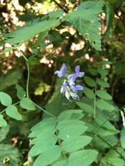 Lathyrus polyphyllus