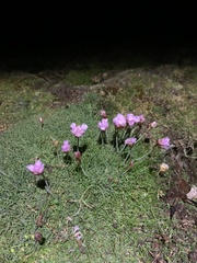 Armeria maritima maritima