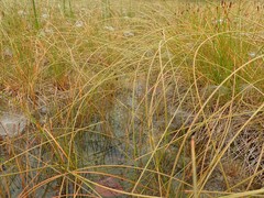 Eleocharis rostellata