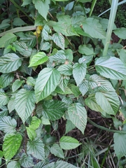 Rubus corchorifolius