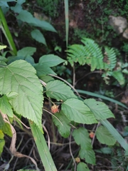 Rubus corchorifolius