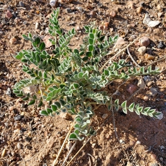 Astragalus desereticus