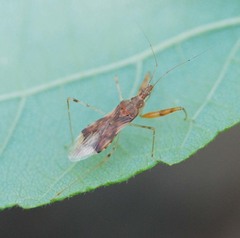 Gorpis brevilineatus