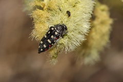 Acmaeodera gibbula