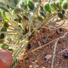 Astragalus desereticus