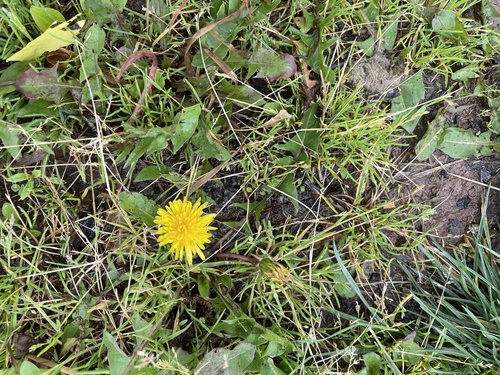 photo of Common Dandelion (Taraxacum officinale)