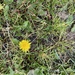 photo of Common Dandelion (Taraxacum officinale)